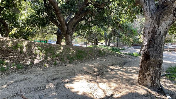 Griffith Park Redwoods - Cedar Grove - Cedar Grove Trail (3/16/2022 - Credits: Leo Fialho)