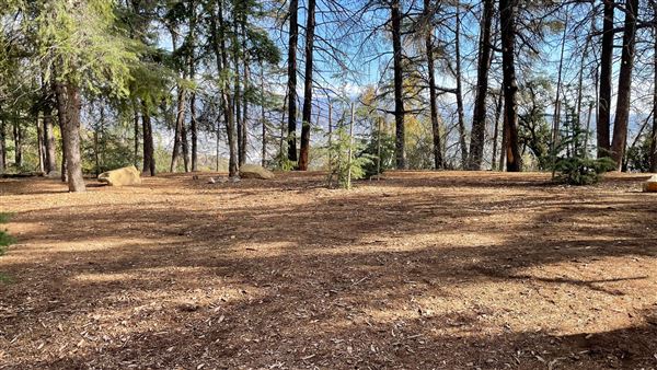 Griffith Park Redwoods - Cedar Grove - Cedar Grove (12/10/2021 - Credits: Leo Fialho)