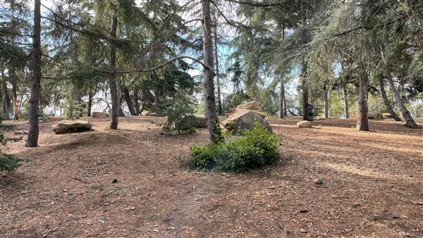 Griffith Park Redwoods - Cedar Grove - Cedar Grove (12/10/2021 - Credits: Leo Fialho)