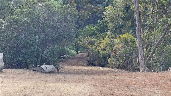 Griffith Park Redwoods - Cedar Grove - Cedar Grove (12/10/2021 - Credits: Leo Fialho)
