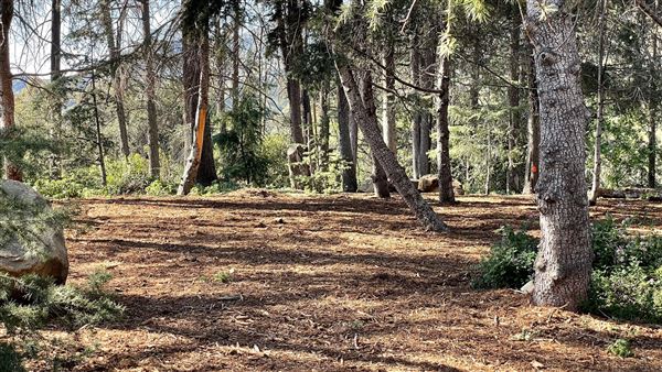 Griffith Park Redwoods - Cedar Grove - Cedar Grove (12/10/2021 - Credits: Leo Fialho)