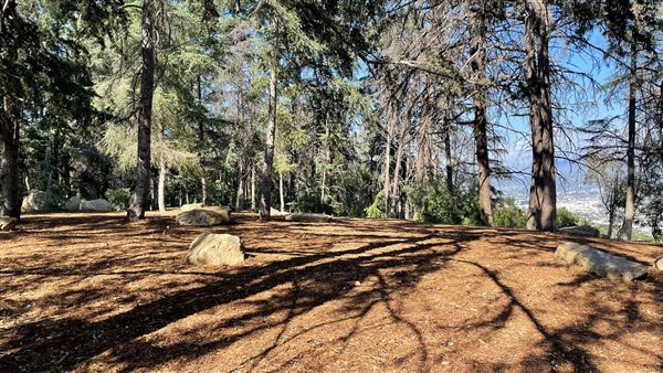 Griffith Park Redwoods - Cedar Grove - Cedar Grove (12/10/2021 - Credits: Leo Fialho)