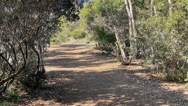 Griffith Park Redwoods - Cedar Grove - Cedar Grove (12/10/2021 - Credits: Leo Fialho)