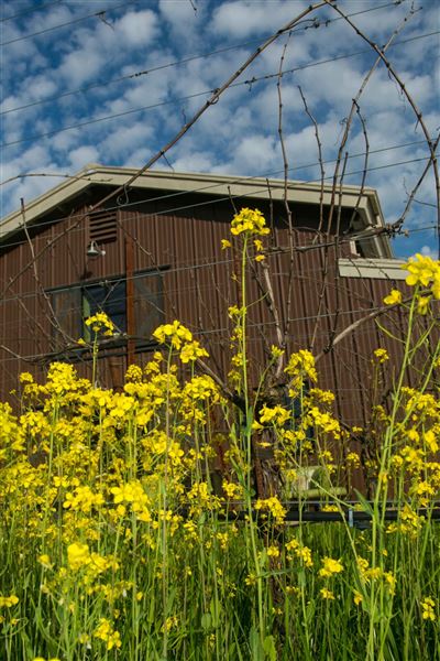 Olivet Grange Vineyard (2/3/2026 - Credits: Inman Family Wines)