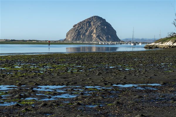 Morro Bay State Park (SP) (12/1/2021 - Credits: Brian Baer)