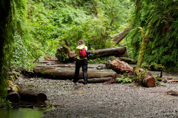 Prairie Creek Redwoods State Park (SP) within the Redwood National and State Parks (6/15/2022 - Credits: Brian Baer)
