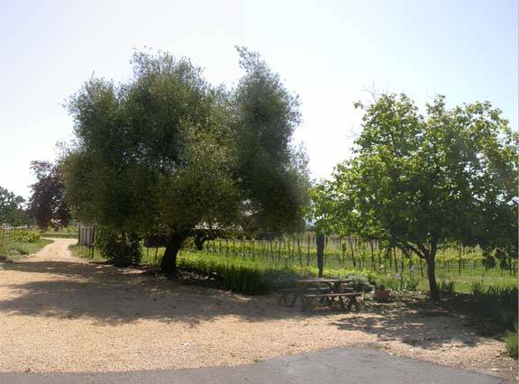 Olivet Grange Vineyard (12/31/2003)