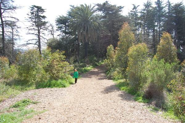 Griffith Park Redwoods - Cedar Grove (6/14/2011 - Credits: David Golden)