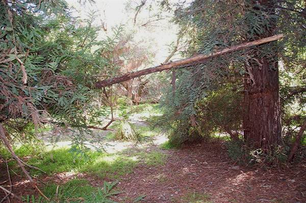 Griffith Park Redwoods - Cedar Grove (6/14/2011 - Credits: David Golden)