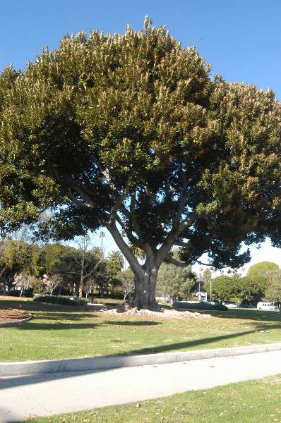 Beverly Gardens Park (2/3/2009)