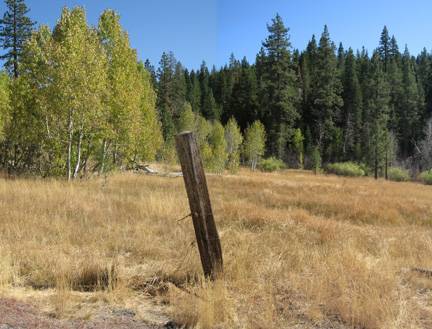 Aspens Near Highway 267 US Forest Service (10/8/2009)