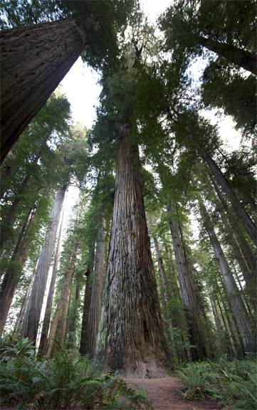 Redwood National & State Parks (2/17/2014)