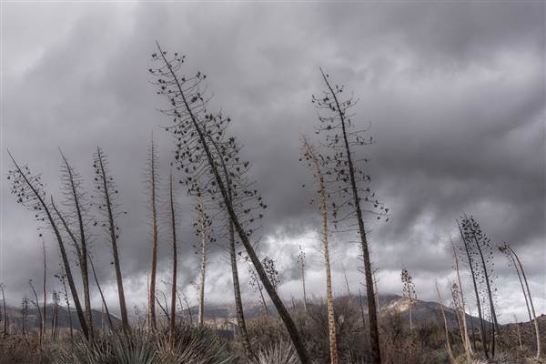 Pyramid Lake (1/26/2015)