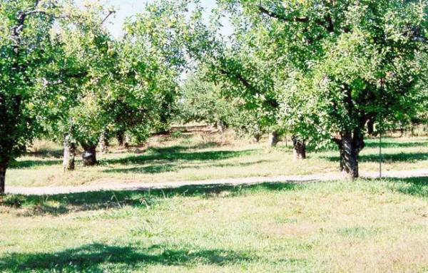 Camino Apple Hill (12/31/2003)