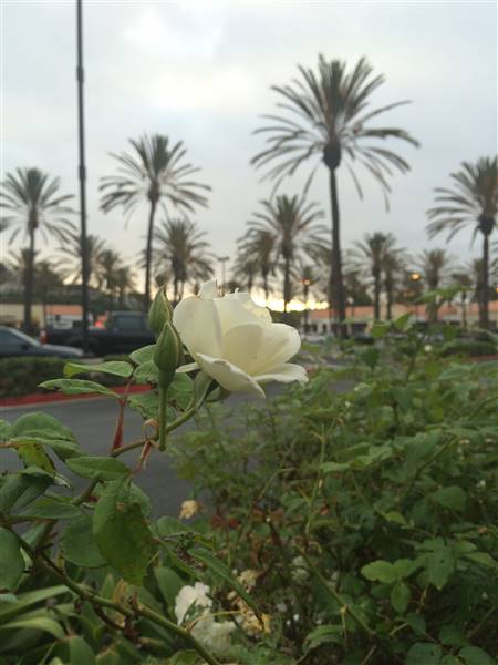 Ocean View Plaza - Brixmor Property Group (8/25/2015)