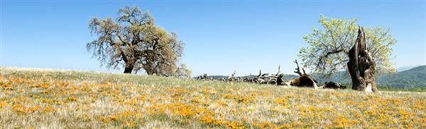 Henry W. Coe State Park (SP) (9/17/2015 - Credits: http://www.parks.ca.gov/?page_id=561)