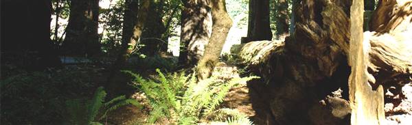 Smithe Redwoods State Natural Reserve (SNR) (9/17/2015 - Credits: http://parks.ca.gov/?page_id=427)