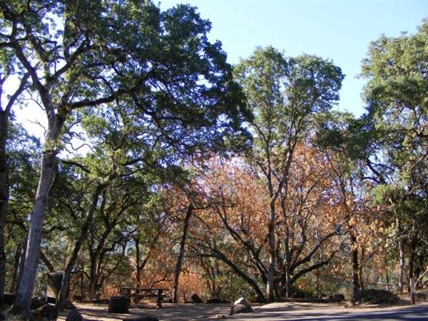 Clear Lake State Park (SP) (1/15/2016 - Credits: http://www.parks.ca.gov/ImageGallery/?page_id=473)