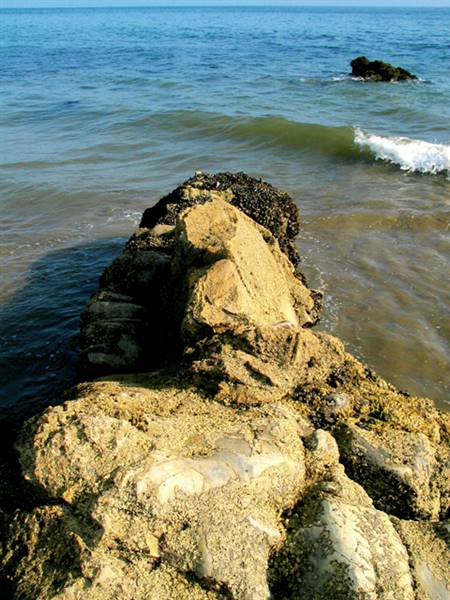 Carpinteria State Beach (SB) (2/19/2016)