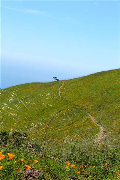 Mount Tamalpais State Park (SP) (3/9/2016 - Credits: Photo courtesy of Marin Convention & Visitors Bureau)