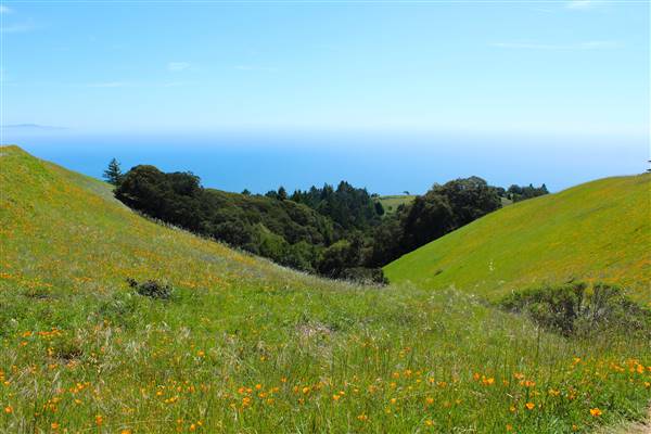 Mount Tamalpais State Park (SP) (3/9/2016 - Credits: Photo courtesy of Marin Convention & Visitors Bureau)
