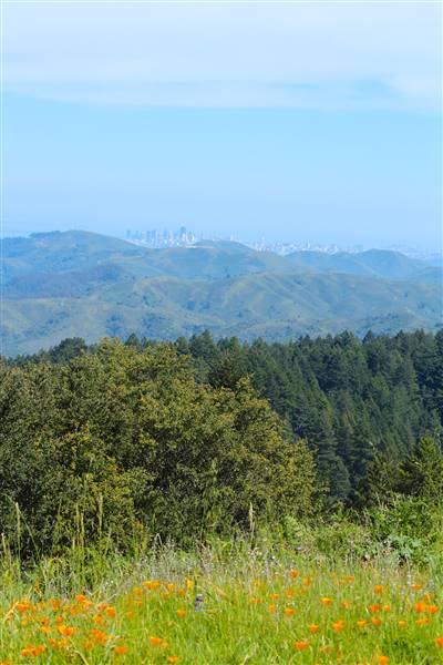 Mount Tamalpais State Park (SP) (3/9/2016 - Credits: Photo courtesy of Marin Convention & Visitors Bureau)