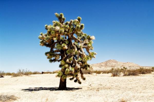 Saddleback Butte State Park (SP) - Photo courtesy of Josh McNair, http://californiathroughmylens.com/about/ (3/24/2016 - Credits: Photo courtesy of Josh McNair, http://californiathroughmylens.com/about/)