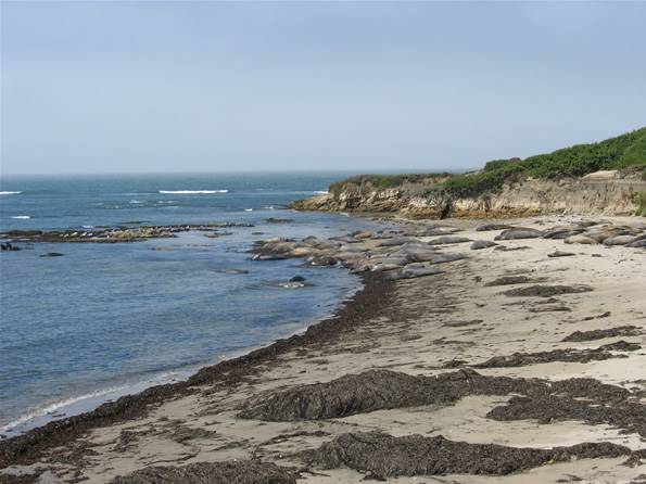 Año  Nuevo State Park (SP) - Photo courtesy of Tim Sartoris (4/7/2016 - Credits: Photo courtesy of Tim Sartoris)