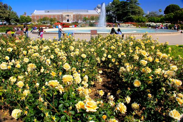 Exposition Park Rose Garden (4/15/2012 - Credits: By MikeJiroch (Own work) [CC BY-SA 3.0 (http://creativecommons.org/licenses/by-sa/3.0)], via Wikimedia Commons)