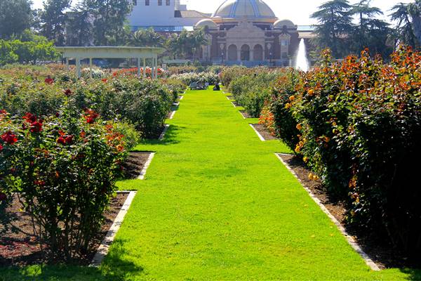 Exposition Park Rose Garden (4/15/2012 - Credits: By MikeJiroch (Own work) [CC BY-SA 3.0 (http://creativecommons.org/licenses/by-sa/3.0)], via Wikimedia Commons)