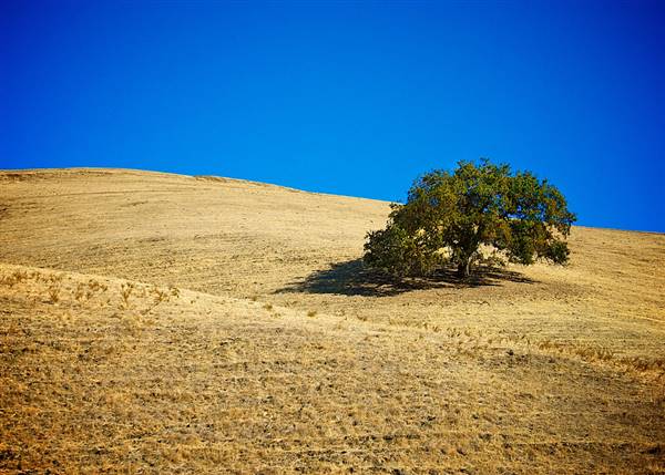 Mount Diablo State Park (SP) (11/15/2013 - Credits: "Diablo Oak" by Charlie Day (CC BY-ND 2.0) [https://creativecommons.org/licenses/by-nd/2.0/legalcode]https://www.flickr.com/photos/60700203@N03/)