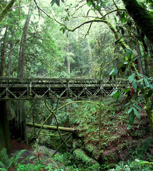 Forest of Nisene Marks State Park (SP), The (3/15/2011 - Credits: "Steel Bridge" Image by Flickr User: L*E*O (CC BY-NC 2.0)[https://creativecommons.org/licenses/by-nc/2.0/legalcode]https://www.flickr.com/photos/leoleson/)
