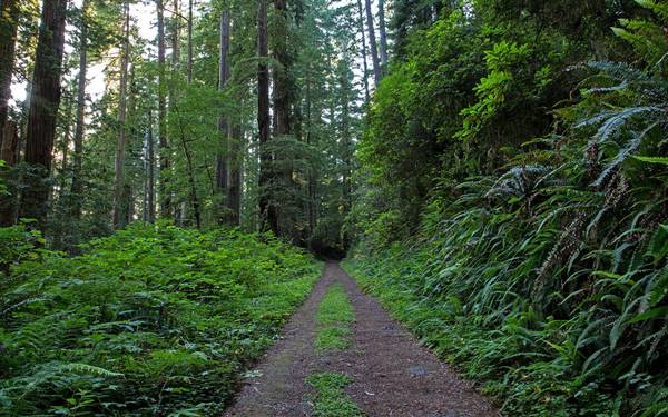 Del Norte Coast Redwoods State Park (SP) within the Redwood National and State Parks (7/19/2014 - Credits: "Redwood Forest 101" By Flickr User: B W (CC BY-NC-ND 2.0)[https://creativecommons.org/licenses/by-nc-nd/2.0/legalcode] https://www.flickr.com/photos/bwmaddog21/)