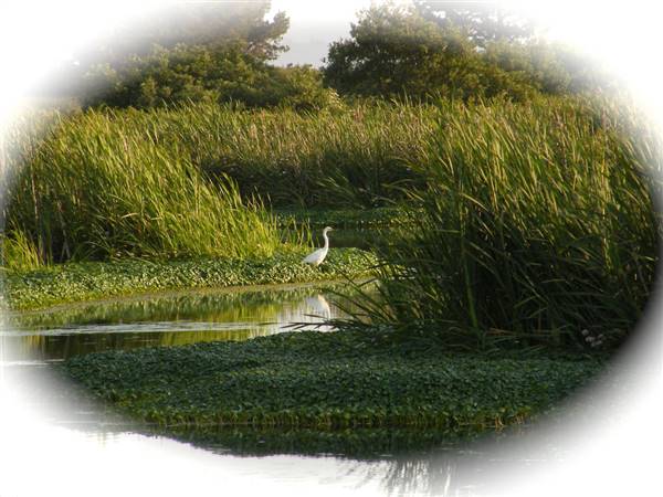 Arcata Marsh and Wildlife Sanctuary (6/26/2008 - Credits: "Arcata Marsh" by Flicker User: Humboldthead (CC BY 2.0)[https://creativecommons.org/licenses/by/2.0/legalcode]https://www.flickr.com/photos/humboldthead/)
