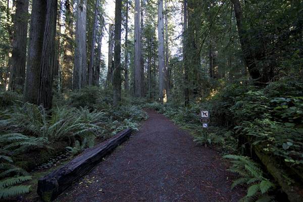 Redwood National & State Parks (12/5/2011 - Credits: "IMG_8479" by Holly Hayes (CC BY-NC-ND 2.0)[https://creativecommons.org/licenses/by-nc/2.0/legalcode]https://www.flickr.com/photos/sacred_destinations/)