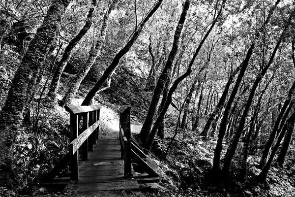 Castle Rock State Park (SP) (4/24/2011 - Credits: "Castle Rock State Park, CA" by Mirza Asad Baig (CC BY-NC-ND 2.0)[https://creativecommons.org/licenses/by-nc-nd/2.0/legalcode]https://www.flickr.com/photos/asad7874/)