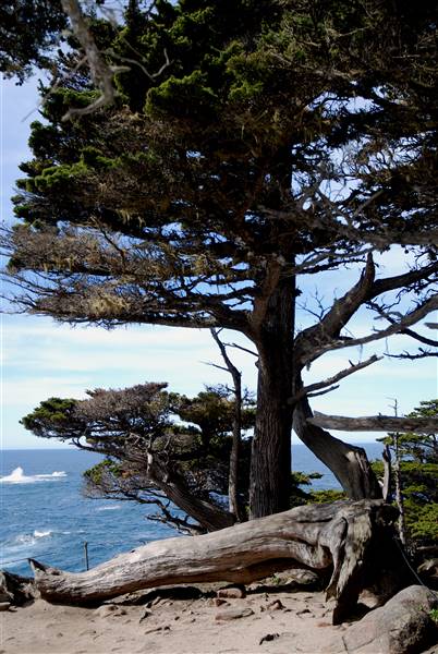 Point Lobos State Natural Reserve (SNR) (3/21/2008 - Credits: California Travel and Tourism Commision / Blaise (2008))