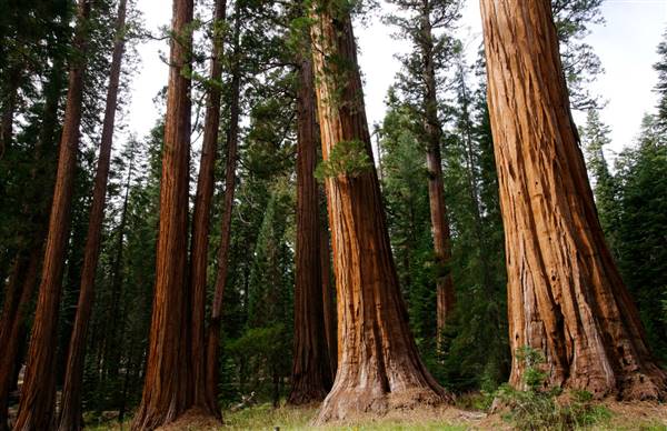 Sequoia and Kings Canyon National Parks & Crystal Cave (10/14/2011 - Credits: "Sequoia - Kings Canyon Oct 2011" by Curt Mills (CC BY-NC 2.0)[https://creativecommons.org/licenses/by-nc/2.0/legalcode]https://www.flickr.com/photos/millsjpg/)