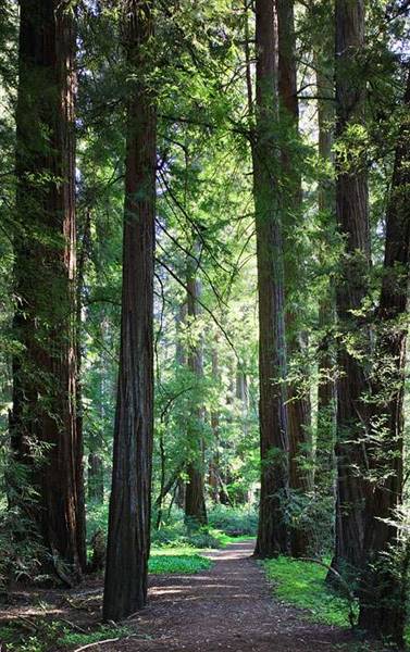 John B. Dewitt Redwoods State National Reserve (SNR) (8/4/2016 - Credits: Photograph courtesy of David Baselt | http://www.redwoodhikes.com/Dewitt/Dewitt.html)