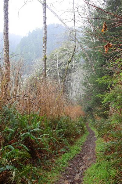 Del Norte Coast Redwoods State Park (SP) within the Redwood National and State Parks (8/4/2016 - Credits: Photograph courtesy of David Baselt - http://www.redwoodhikes.com/DelNorte/DelNorte.html)