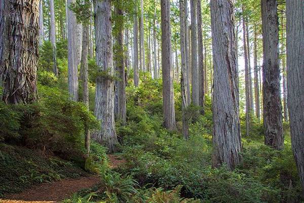 Del Norte Coast Redwoods State Park (SP) within the Redwood National and State Parks (8/4/2016 - Credits: Photograph courtesy of David Baselt - http://www.redwoodhikes.com/DelNorte/DelNorte.html)