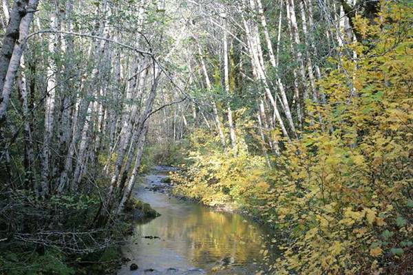 Del Norte Coast Redwoods State Park (SP) within the Redwood National and State Parks (8/4/2016 - Credits: Photograph courtesy of David Baselt - http://www.redwoodhikes.com/DelNorte/DelNorte.html)