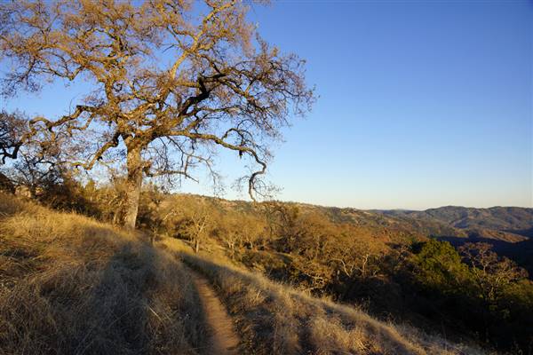 Henry W. Coe State Park (SP) (12/4/2011 - Credits: "2011-12-04 Morgan Hill, Henry W. Coe State Wilderness Park 040.jpg" by Allie Caulfield (CC BY 2.0)[https://creativecommons.org/licenses/by/2.0/legalcode]https://www.flickr.com/photos/wm_archiv/)