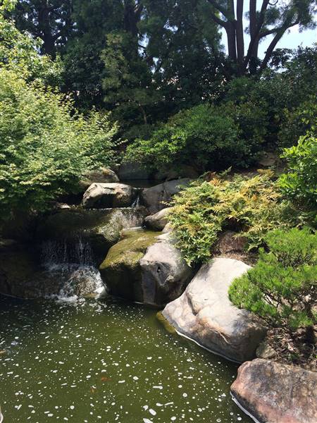 Earl Burns Miller Japanese Garden - California State University Long Beach - CSULB (5/15/2016 - Credits: "Untitled" by Sergei Gussev (CC BY 2.0)[https://creativecommons.org/licenses/by/2.0/legalcode]https://www.flickr.com/photos/sergeigussev/)