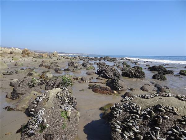 El Capitan State Beach (SB) (9/18/2013 - Credits: "Low tide at el capitan state beach" by Flickr User: momogo (CC BY-NC 2.0)[https://creativecommons.org/licenses/by-nc/2.0/legalcode] https://www.flickr.com/photos/maurag/)