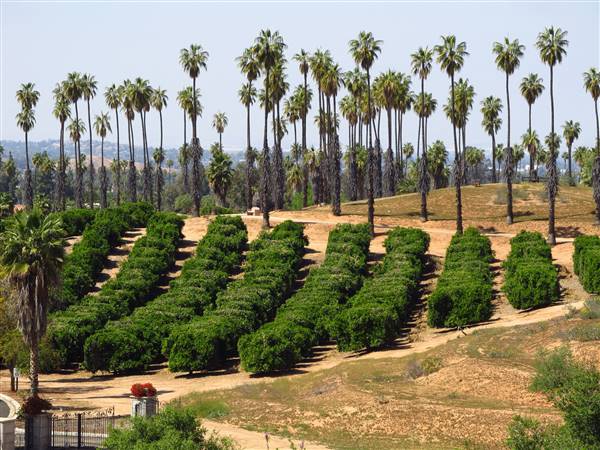 California Citrus State Historic Park (SHP) (3/24/2013 - Credits: "California Citrus State Historic Park" by Flickr User: Jasperdo (CC BY-NC-ND 2.0)[https://creativecommons.org/licenses/by-nc-nd/2.0/legalcode]https://www.flickr.com/photos/mytravelphotos/)