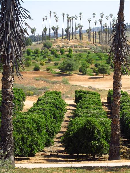 California Citrus State Historic Park (SHP) (3/24/2013 - Credits: "California Citrus State Historic Park" by Flickr User: Jasperdo (CC BY-NC-ND 2.0)[https://creativecommons.org/licenses/by-nc-nd/2.0/legalcode]https://www.flickr.com/photos/mytravelphotos/)