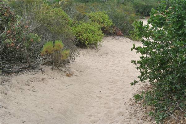 Burton Mesa Ecological Reserve - California Department of Fish & Wildlife (CDFW) (7/14/2014 - Credits: "Burton Mesa 085" by Janice Mackey for CDFW (CC BY 2.0)[https://creativecommons.org/licenses/by/2.0/legalcode] https://www.flickr.com/photos/californiadfg/)