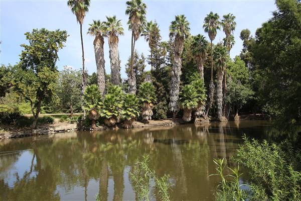 Los Angeles County Arboretum (11/3/2016 - Credits: Photo courtesy of Kris Bunting)