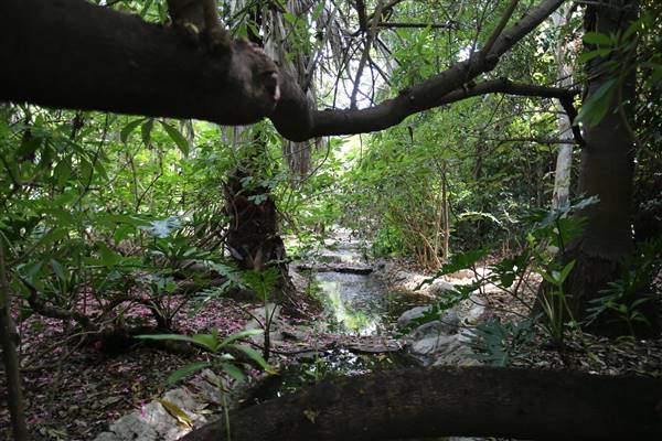 Los Angeles County Arboretum (11/3/2016 - Credits: Photo courtesy of Kris Bunting)